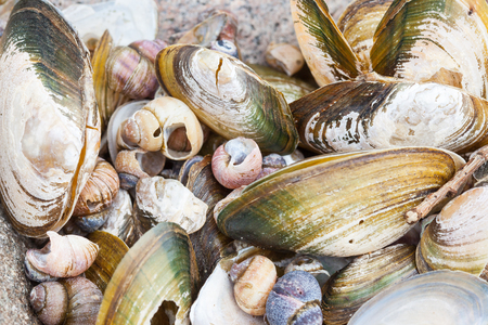 background of small old damaged shells closeup on the sea shoreの写真素材