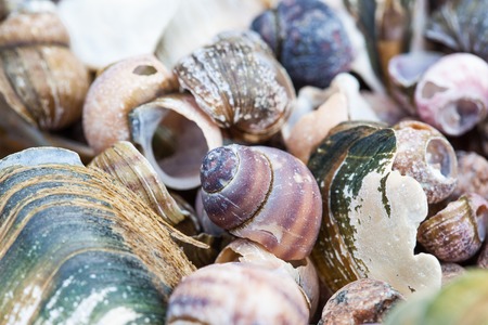 abstract photo of a cluster of mollusk shells on the shore closeupの写真素材