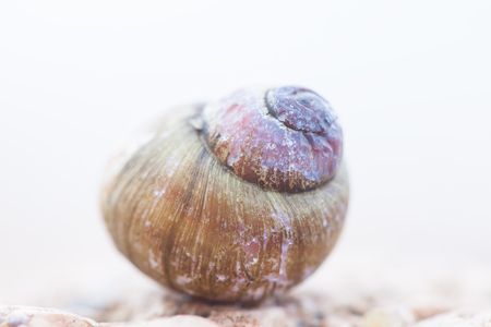 empty spiral shell snail helix close up