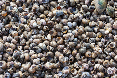 empty shells close up on the sea shoreの写真素材
