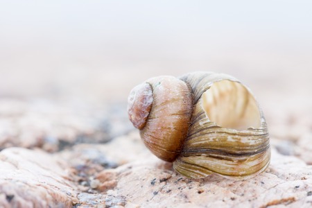 spiral snail shell closeup. abstract detailed photo
