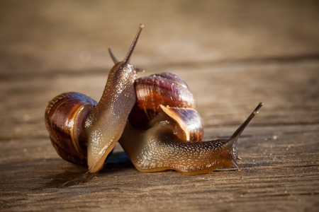 two playing love brown snails on a wooden surface macroの写真素材