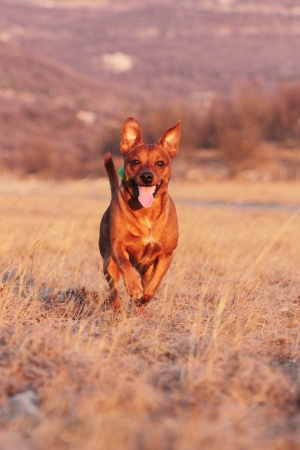 Running dogの写真素材