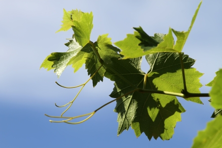 Grape Vine Leavesの写真素材