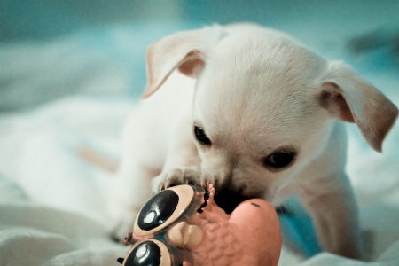 Chihuahua puppyの写真素材