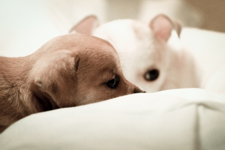 Chihuahua puppyの写真素材