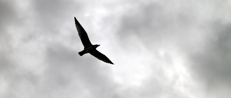 Seagull flying below the clouds