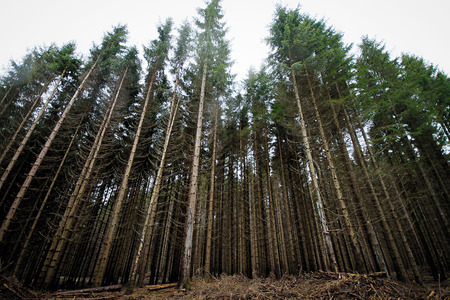 Pine trees in a forestの写真素材