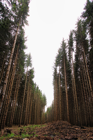 Pine trees forestの写真素材