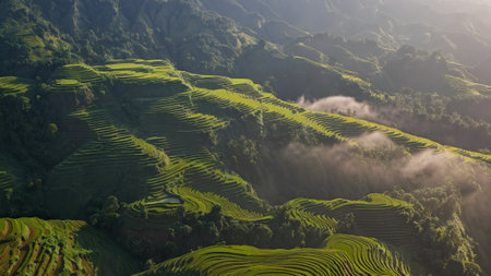 Aerial view of spectacular terraced rice fields in mountains with morning mist green steps carved into hillsideの写真素材