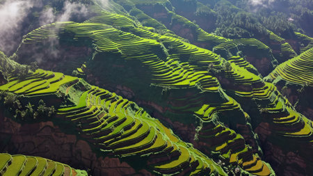 Aerial view of terraced rice fields with morning mist in mountains dramatic sunlight lights up lush green agricultural stepsの写真素材
