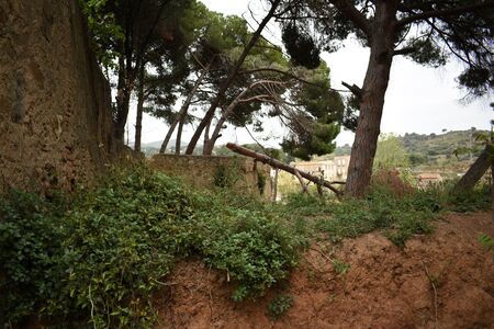 fallen tree on the roadの写真素材