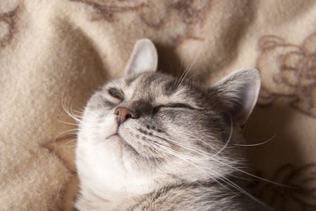 Striped Pretty funny cat napping and luxuriating pleasureの写真素材