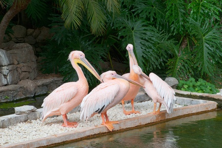 Large pink bird in a park pondの写真素材