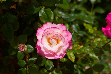 Beautiful pink rose sunny  in gardenの写真素材