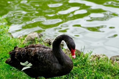 White weft will sail on the transparent lake during the sunny dayの写真素材