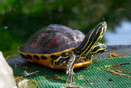 Yellow brown turtle with long neck and spotted armorの写真素材