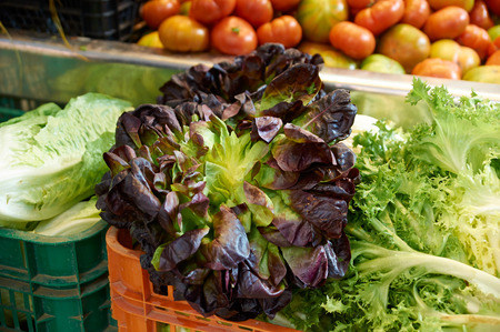 Bouquets of lush curly lettuce red and green at the grocery storeの写真素材