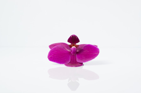 the beautiful purple flower Orchid  on whiteの写真素材