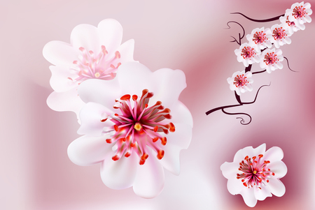 Pink cherry blossom sakura flowers  in a Japanese styleのイラスト素材