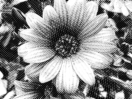 Flower black and white with open petals in vintage style engravingの写真素材