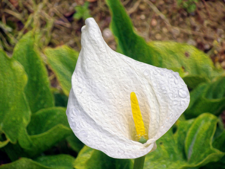 flower Calla lily closeup on grey background. The effect of oil paint.の写真素材