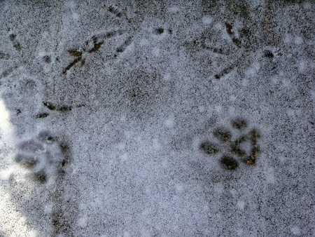 Background winter pattern of animal tracks in the snow. Cat hunts for birds.の写真素材