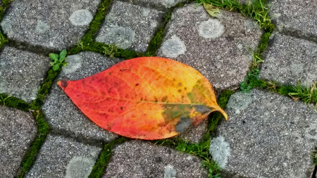 Bright autumn background with yellow and orange leaves on paving stones. Imitation of portrait oil paint.の写真素材