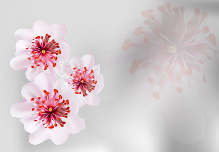 Pink cherry blossom sakura flowers in a Japanese styleのイラスト素材