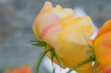 Abstract floral blur in shades of yellow. Blurred red flower background for magazines and booklets, greeting cards.の写真素材
