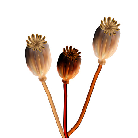Poppy gold capsule on stalk closeup on white backgroundのイラスト素材