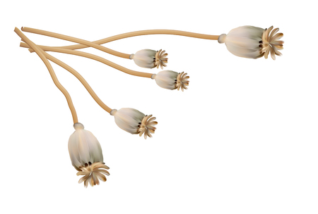 Poppy gold capsule on stalk closeup on white backgroundのイラスト素材