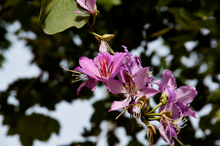 Beautiful pink rhododendron Encore Azalea flower on a green background.の写真素材