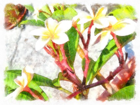 rose bushes in the old Spanish garden. Pink and red rose petals.の写真素材