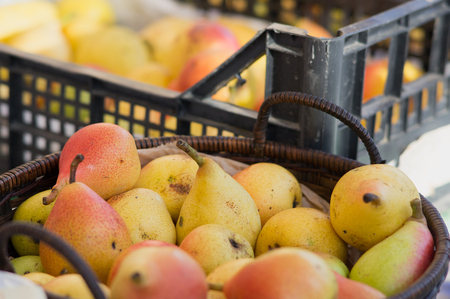 Fragrant ripe pears are harvested in the autumn on the market. Fair of fruits and vegetables. Yellow and green fruits. Pears.の写真素材