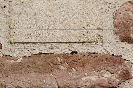 Large ant next to a spider web on the wall, dilapidated, old, destroyed and scratchedの写真素材