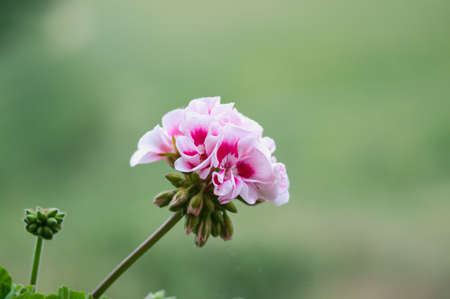 Pink geraniums in the morning in sun gardenの写真素材