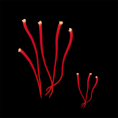 Saffron flower Bud open close-up. Seasoning expensive saffron