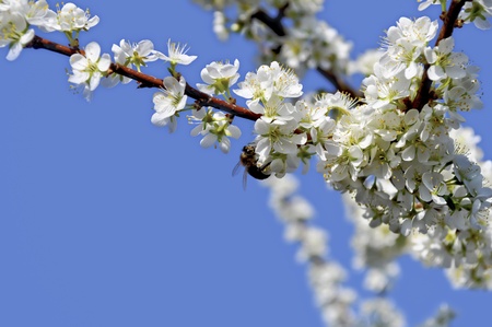 A bee collects honey from white flowers on a branch.