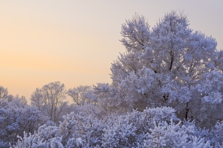 Trees in the snow on a background of a beautiful sunsetの写真素材