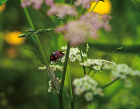 Ladybug on a flower