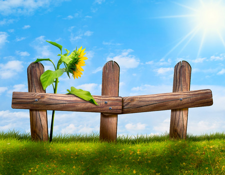 Old fence with a sunflower against a beautiful skyの写真素材