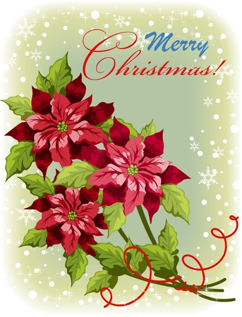 Christmas background with Poinsettia flowersのイラスト素材