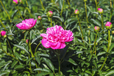 Romantic pink peonies in spring garden. Floral backgroundの写真素材