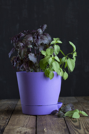 Fresh green and purple basil in a purple pot on a wooden table.の写真素材