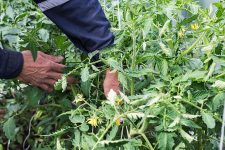 Mens hands tie tomato seedlings to the frame of the greenhouse.