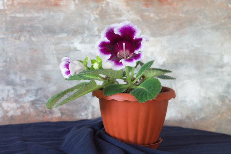 Purple Gloxinia flower in a brown pot on a table with a blue tablecloth, on a gray-brown background.の写真素材
