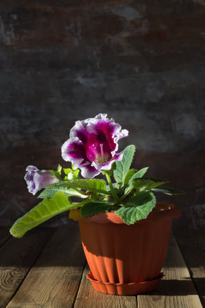 Purple Gloxinia flower in a brown pot on a wooden table on a dark background. Closeupの写真素材