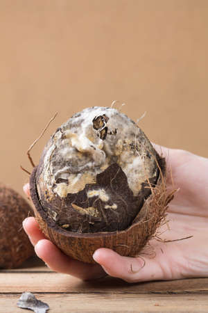 A mans hand holds a spoiled coconut with mold.