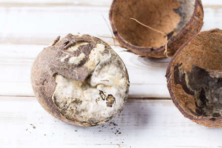 The spoiled coconut pulp with mold is lying on a light wooden table.